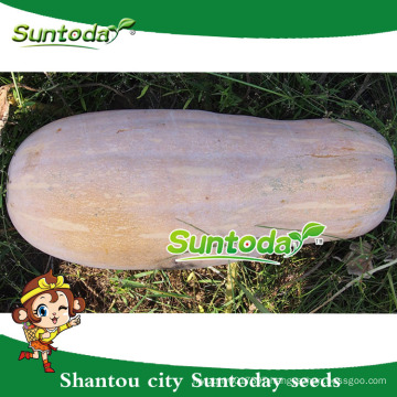 Suntoday easy management sweet pumpkin sale seeds thailand havester shine skin kernels gws(19005)